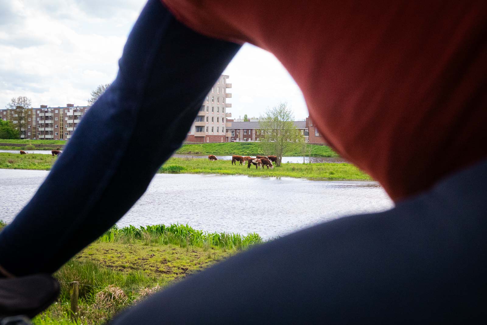 Durch einen Radfahrer hindurch sieht man Kühe die auf einer Insel vor einem städtischen Panorama grasen