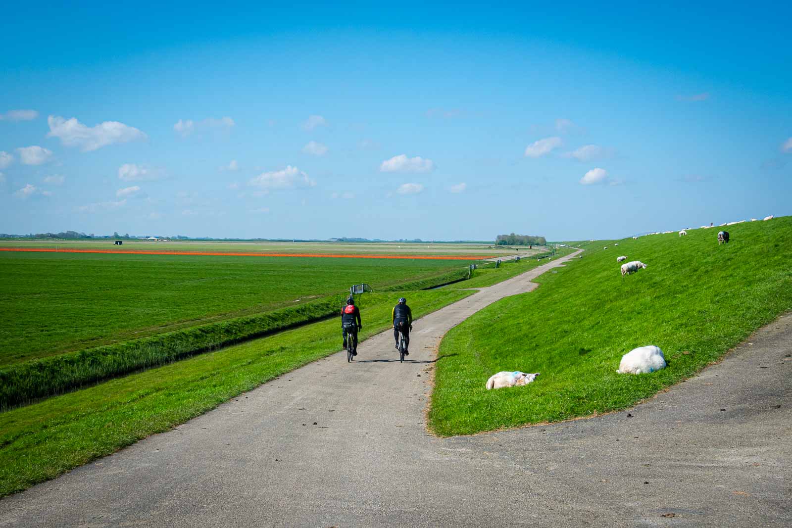 Zwei Radfahrer von hinten die entlang eines Deichs mit Schafen fahren und am Ultra-Cycling Event Race around the Netherlands teilnehmen