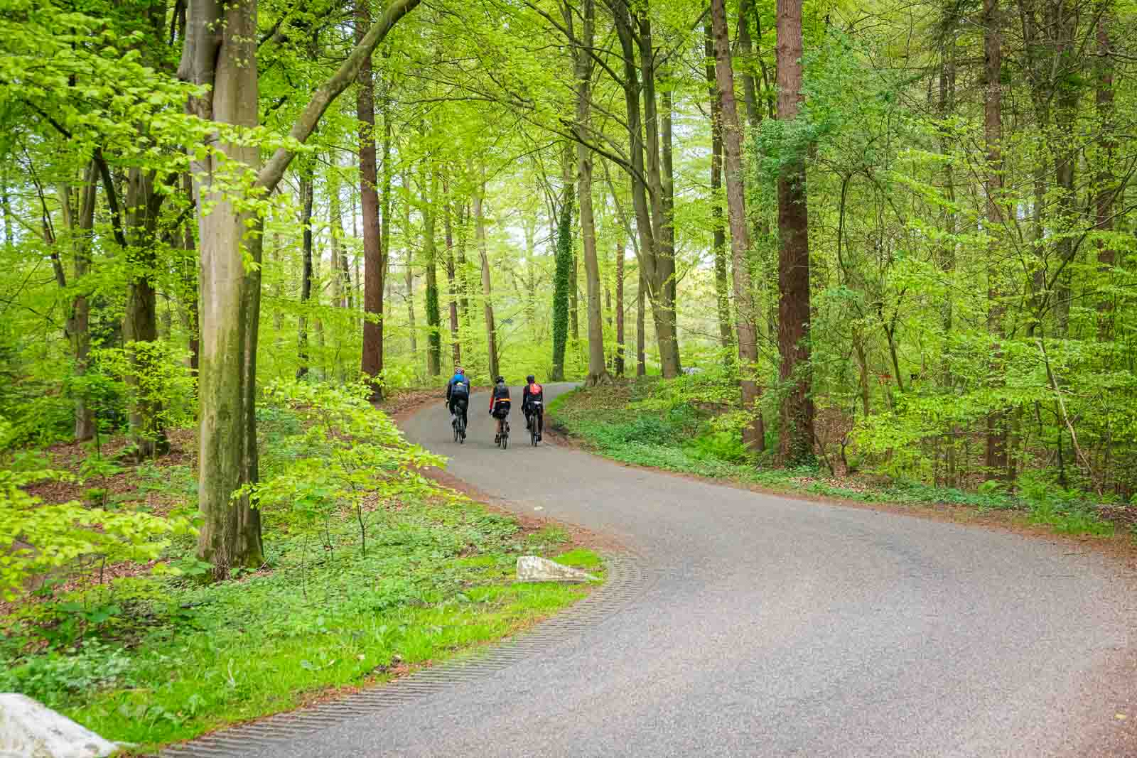 Drei Radfahrer fahren auf einer Straße im Wald nebeneinander